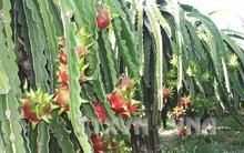 Khan hàng, giá thanh long trái vụ tăng cao