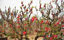 Mẹo chọn đào, quất, mai theo phong thủy để rước lộc ngày Tết