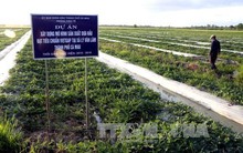Cà Mau ra sức bảo vệ dưa hấu vụ Tết
