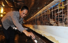 Sau người nuôi lợn, đến lượt người nuôi gà vịt 'khóc ròng'