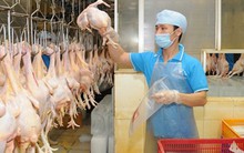 Năm 2017 Việt Nam sẽ xuất khẩu thịt gà sang Nhật Bản, EU
