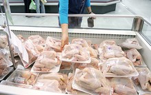 Thịt gà nhập khẩu giá trung bình 20 nghìn đồng/kg