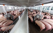 Tìm đường "xuất ngoại" cho... heo, gà