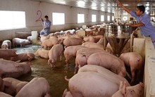 Cục Chăn nuôi: Đừng mơ lợn hơi quay về giá 45-50.000 đồng/kg như trước