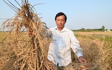 Bắt tạm giam cán bộ ăn chặn tiền hạn, mặn