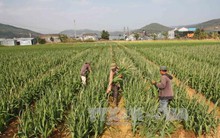 Hoa lay-ơn Tết đang tăng giá ở mức cao