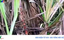 Thiếu nhân công thu hoạch, người trồng mía đứng ngồi không yên