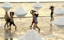 Diêm dân Bạc Liêu vui mừng vì giá muối tăng mạnh