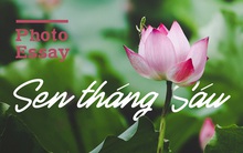 Hình ảnh say đắm lòng người của loài hoa làm dịu đi cái oi ả của mùa hè: Sen tháng 6