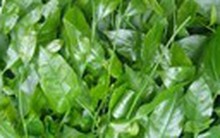 Rau sắng Chùa Hương được đăng ký bảo hộ nhãn hiệu