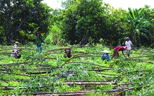 Tiền tỉ bay theo... gió, lốc xoáy