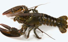 Giải mã việc tôm hùm Canada về Việt Nam có giá rẻ bất ngờ