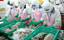 Hưởng thuế suất 0%, cơ hội đẩy mạnh xuất khẩu tôm sang EU