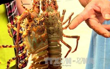 Trên 16.500 lồng nuôi tôm hùm Phú Yên chết với tỷ lệ cao