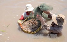 Giá tôm thẻ chân trắng đầu vụ tăng cao