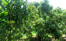 Dự báo một mùa vải thiều ảm đạm