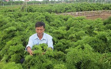 Từ công ty 10 tỷ đồng, DN này đã dựa vào cây thuốc cổ truyền như đinh lăng, đắng đất, xây dựng công ty hơn 28 triệu USD