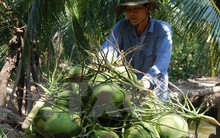 Ảnh hưởng của thời tiết, dừa xiêm xanh tăng giá “kỷ lục”