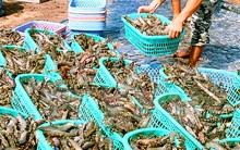 Tôm nguyên liệu ở Cà Mau đang tiếp tục đà tăng giá trở lại