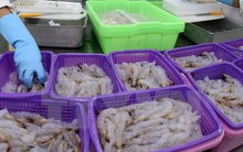 Australia cấm nhập tôm xanh, tôm nguyên liệu từ châu Á và Việt Nam
