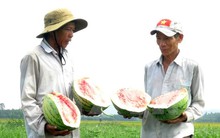 Bài toán tìm đầu ra giúp các mặt hàng nông sản thoát ế