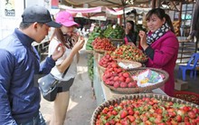 Trồng dâu tây New Zealand, nông dân Đà Lạt thu lãi tiền tỷ