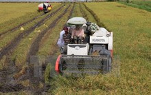 Sản lượng lúa Đông Xuân tại Đồng bằng sông Cửu Long giảm