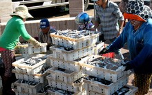 Ngư dân tỉnh Phú Yên trúng đậm cá biển, có nguồn thu đáng kể