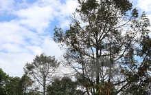 Sầu riêng chết hàng loạt gây thiệt hại cho nông dân Đắk Lắk