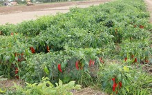 Thị trường Trung Quốc không nhập hàng, nông dân chịu mùa ớt... đắng