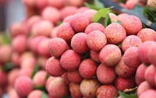 Vải thiều Lục Ngạn “cháy hàng“