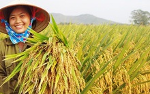 Giống cây trồng Trung ương đặt mục tiêu lãi ròng 198 tỷ đồng năm 2017