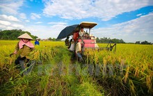 Sản lượng lúa Đông Xuân sớm ở Bến Tre tăng gấp 80 lần năm trước