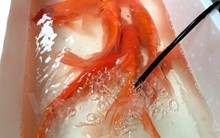 Cá chép đỏ “loạn giá” và “cháy hàng” ngày ông Công, ông Táo