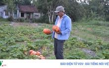 Chờ “đỏ mắt“ chưa thấy doanh nghiệp thu mua bí đỏ Nhật Bản như cam kết