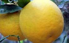 Cam Xã Đoài - Đặc sản xứ Nghệ có tiền khó mua