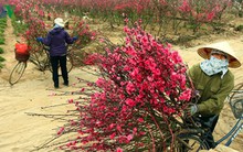 Hà Nội: Người trồng đào, quất lo mất mùa vì nắng nóng bất thường