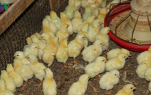 Người Việt nuôi gà trên đất Mỹ kiếm bộn tiền mỗi năm