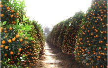 Tết Đinh Dậu – 2017: Quất Văn Giang bị ép giá