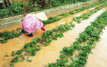 Giá rau Đà Lạt tăng vọt sau bão số 12