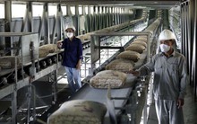 Dư thừa 26 triệu tấn xi măng!