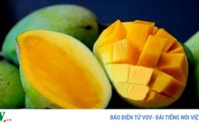 Xoài Yên Châu sắp được xuất khẩu sang Úc