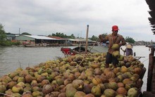 Bí thư Bến Tre 'đau' vì xứ dừa phải nhập... dừa