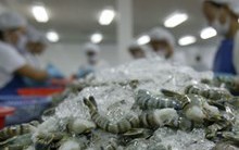 Bộ Nông nghiệp lên kế hoạch ngành tôm xuất khẩu 10 tỷ USD