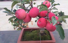 Táo cảnh bồng lai giá bạc triệu, chị em đổ xô sắm về trưng Tết