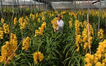 Nhà vườn thất thu do hoa Tết nở sớm