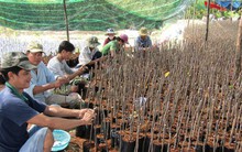 Cái Mơn bao la tỉ phú