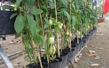 Dưa hấu 'tí hon' chơi Tết của lão nông ở miền Tây