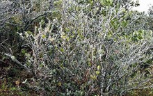 Băng tuyết phủ dầy trên đỉnh Mẫu Sơn