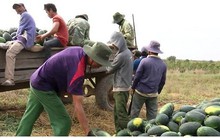 Người trồng dưa hấu ở Đắk Lắk phấn khởi vì được mùa, được giá